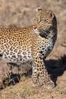 Zambia, South Luangwa National Park. Female leopard. Art Print